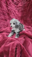 AKC Tiny blue merle girl, a female Poodle - Toy  for sale in Houstonia, MO – 2 of 7