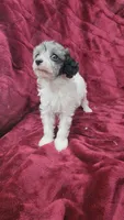 AKC blue merle parti girl, a female Poodle - Toy  for sale in Houstonia, MO – 8 of 8