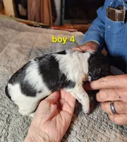 AKC & UKC boy 4, a male French Brittany for sale in Houstonia, MO – 5 of 9