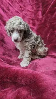 AKC Chocolate Merle boy, a male Poodle - Miniature  for sale in Houstonia, MO – 4 of 6