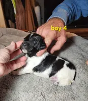 AKC & UKC boy 4, a male French Brittany for sale in Houstonia, MO – 3 of 9