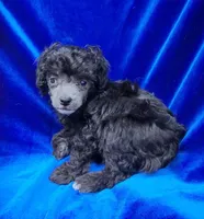 AKC Tiny Silver Boy, a male Poodle - Toy  for sale in Houstonia, MO – 1 of 9