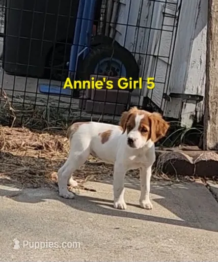 AKC/UKC Annie's girl 5 – French Brittany puppy for sale in Houstonia, MO