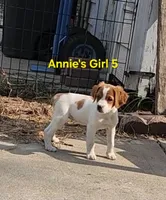 AKC/UKC Annie's girl 5, a female French Brittany for sale in Houstonia, MO – 1 of 7