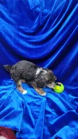 AKC Phantom boy with white, a male Poodle - Miniature  for sale in Houstonia, MO – 2 of 10