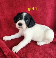 AKC French Brittany girl 1, a female French Brittany for sale in Houstonia, MO – 4 of 9