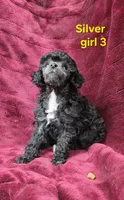 AKC Silver girl 3, a female Poodle - Toy  for sale in Houstonia, MO – 2 of 10