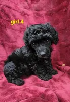 AKC Daisy, a female Poodle - Miniature  for sale in Houstonia, MO – 7 of 8