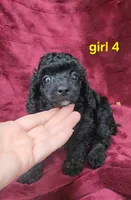 AKC girl 4, a female Poodle - Toy  for sale in Houstonia, MO – 8 of 9