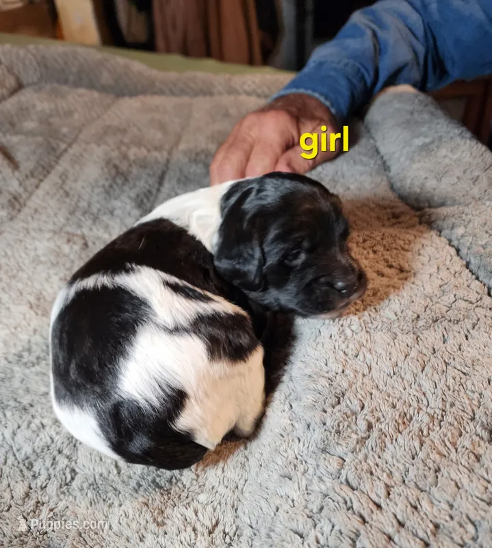 AKC & UKC girl, a female French Brittany for sale in Houstonia, MO – 1 of 7