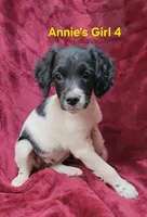Annie's Girl 4, a female French Brittany for sale in Houstonia, MO – 3 of 9