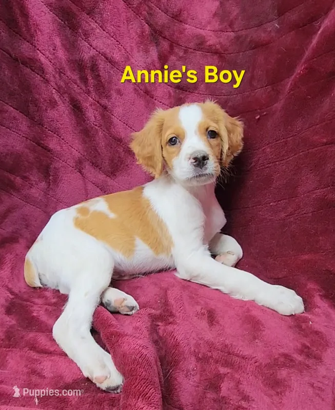 AKC/UKC Annie's boy – French Brittany puppy for sale in Houstonia, MO