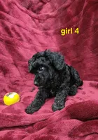AKC girl 4, a female Poodle - Toy  for sale in Houstonia, MO – 3 of 9