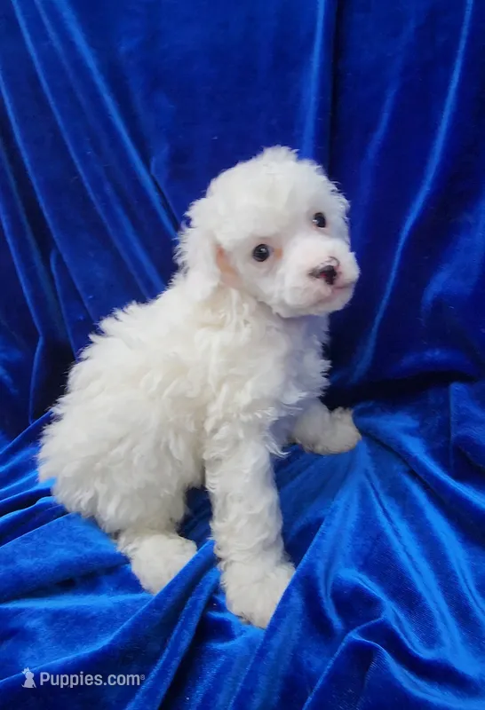 AKC Parti Boy – Poodle - Miniature  puppy for sale in Houstonia, MO