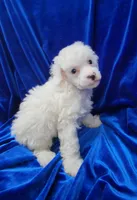 AKC Parti Boy, a male Poodle - Miniature  for sale in Houstonia, MO – 1 of 10