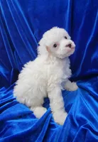 AKC Parti Boy, a male Poodle - Miniature  for sale in Houstonia, MO – 2 of 10