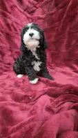 AKC "Tuxedo" boy, a male Poodle - Toy  for sale in Houstonia, MO – 2 of 10