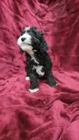 AKC "Tuxedo" boy, a male Poodle - Toy  for sale in Houstonia, MO – 6 of 10