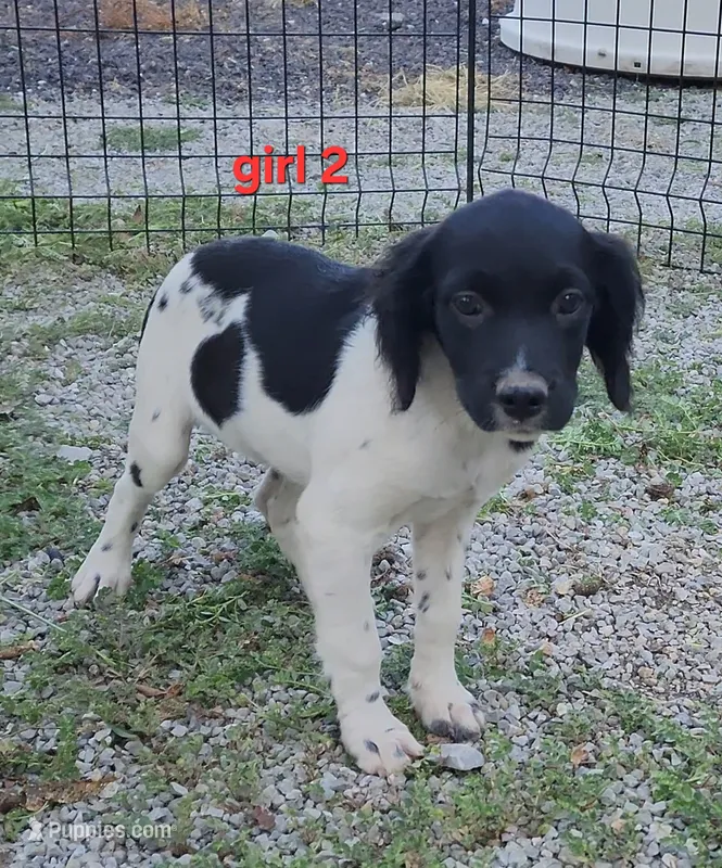 AKC/UKC Annie's girl 2 – French Brittany puppy for sale in Houstonia, MO