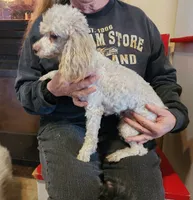 AKC Silver Beige Boy, a male Poodle - Miniature  for sale in Houstonia, MO – 9 of 10