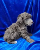 AKC Silver Beige Boy, a male Poodle - Miniature  for sale in Houstonia, MO – 3 of 10