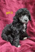 AKC Silver girl 3, a female Poodle - Toy  for sale in Houstonia, MO – 2 of 10