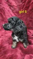 AKC phantom girl 5, a female Poodle - Toy  for sale in Houstonia, MO – 3 of 9