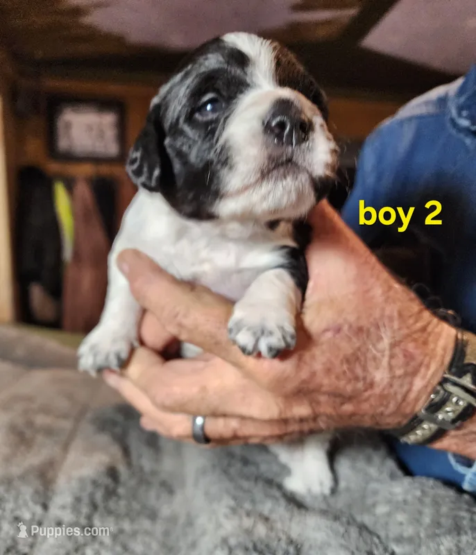AKC & UKC boy 2, a male French Brittany for sale in Houstonia, MO – 1 of 8