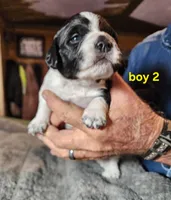 AKC & UKC boy 2, a male French Brittany for sale in Houstonia, MO – 1 of 8