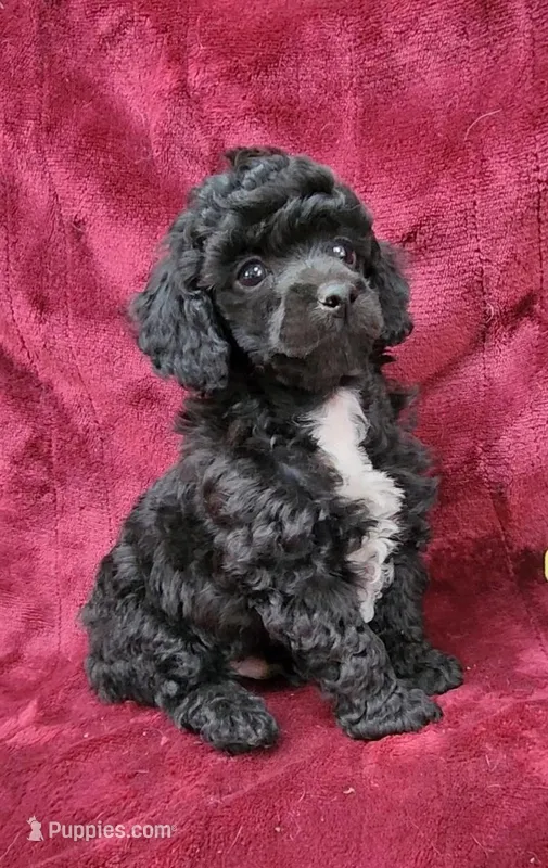 Black abstract boy – Poodle - Miniature  puppy for sale in Houstonia, MO