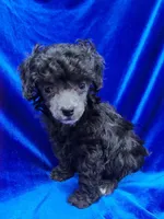 AKC Tiny Silver Boy, a male Poodle - Toy  for sale in Houstonia, MO – 3 of 9