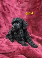 AKC girl 4, a female Poodle - Toy  for sale in Houstonia, MO – 2 of 9