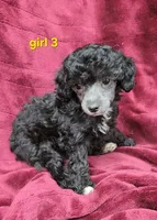 AKC Silver girl 3, a female Poodle - Toy  for sale in Houstonia, MO – 5 of 10