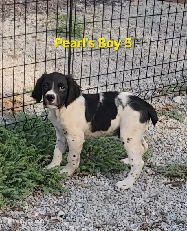 AKC/UKC French Brittany boy 5 – French Brittany puppy for sale in Houstonia, MO