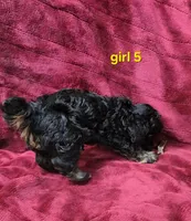 AKC phantom girl 5, a female Poodle - Toy  for sale in Houstonia, MO – 6 of 9
