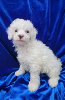AKC Parti Boy, a male Poodle - Miniature  for sale in Houstonia, MO – 7 of 10