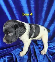 AKC French Brittany boy 4, a male French Brittany for sale in Houstonia, MO – 2 of 8