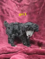 AKC Silver girl 3, a female Poodle - Toy  for sale in Houstonia, MO – 6 of 10