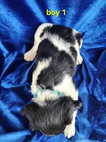 AKC French Brittany boy 1, a male French Brittany for sale in Houstonia, MO – 5 of 7