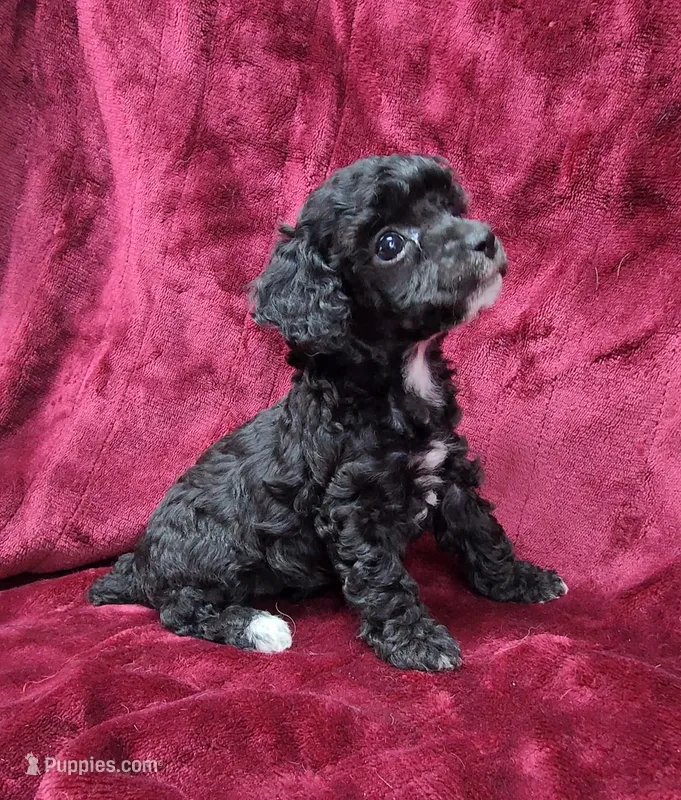 AKC black abstract girl – Poodle - Miniature  puppy for sale in Houstonia, MO