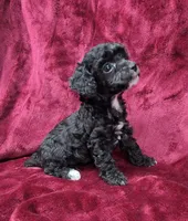 AKC black abstract girl, a female Poodle - Miniature  for sale in Houstonia, MO – 1 of 10