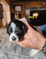 AKC & UKC boy 2, a male French Brittany for sale in Houstonia, MO – 7 of 8