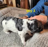 AKC & UKC boy 3, a male French Brittany for sale in Houstonia, MO – 2 of 5
