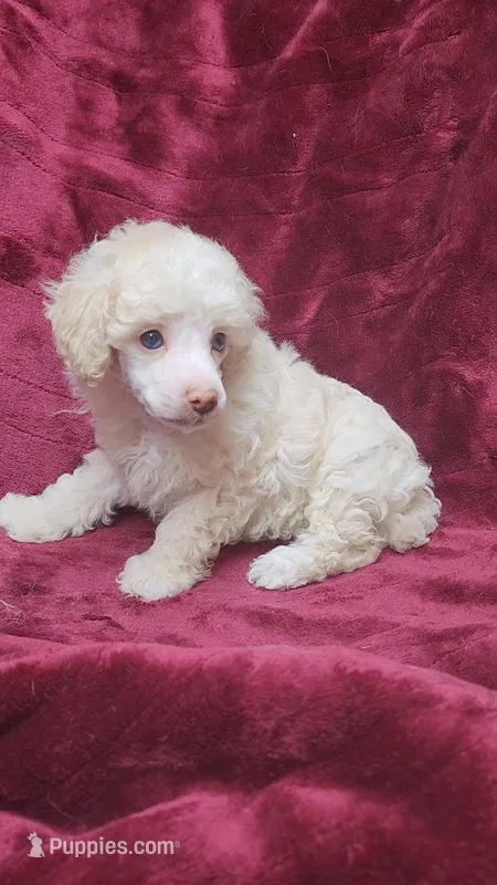 AKC Cream boy – Poodle - Miniature  puppy for sale in Houstonia, MO