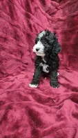 AKC "Tuxedo" boy, a male Poodle - Toy  for sale in Houstonia, MO – 10 of 10