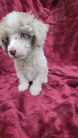 AKC merle parti, blue eyes, a male Poodle - Toy  for sale in Houstonia, MO – 5 of 10