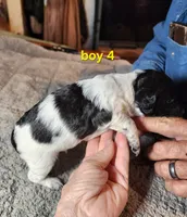 AKC & UKC boy 4, a male French Brittany for sale in Houstonia, MO – 9 of 9