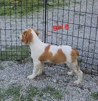 AKC/UKC Annie's girl 6, a female French Brittany for sale in Houstonia, MO – 7 of 9
