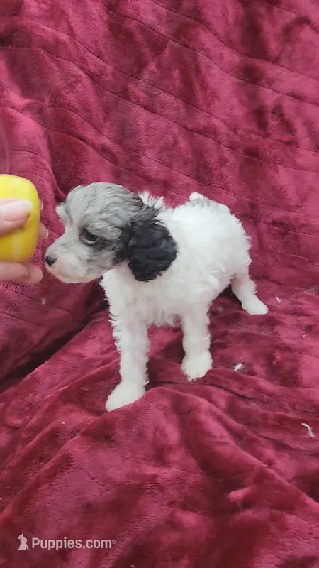 AKC blue merle parti girl – Poodle - Toy  puppy for sale in Houstonia, MO