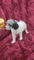 AKC blue merle parti girl, a female Poodle - Toy  for sale in Houstonia, MO – 1 of 8